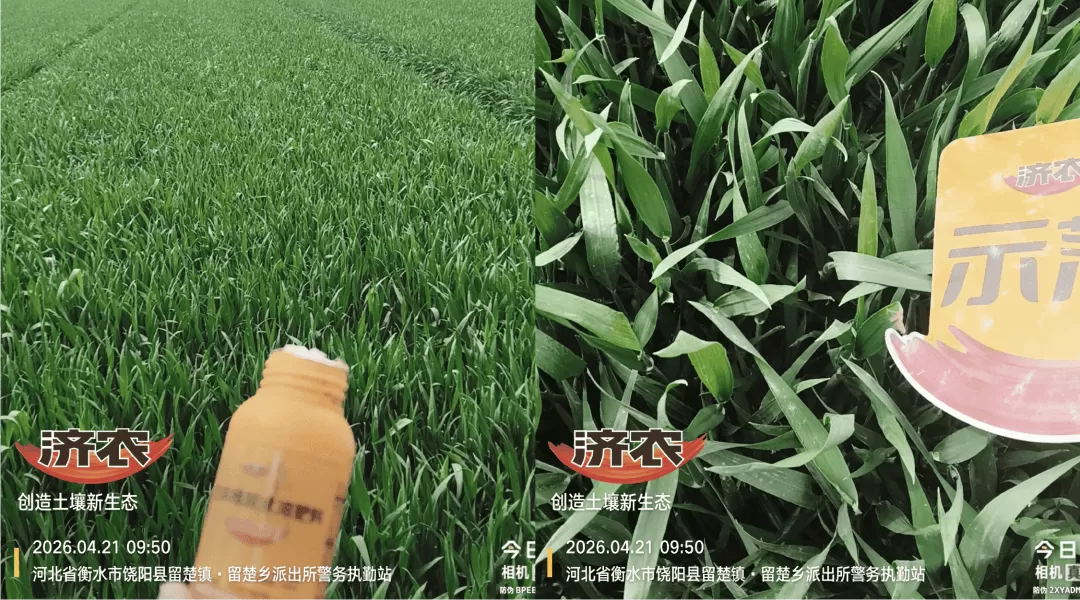 济农800在多作物上的效果：花期保花、膨果期养叶，作物长势好！(图3)