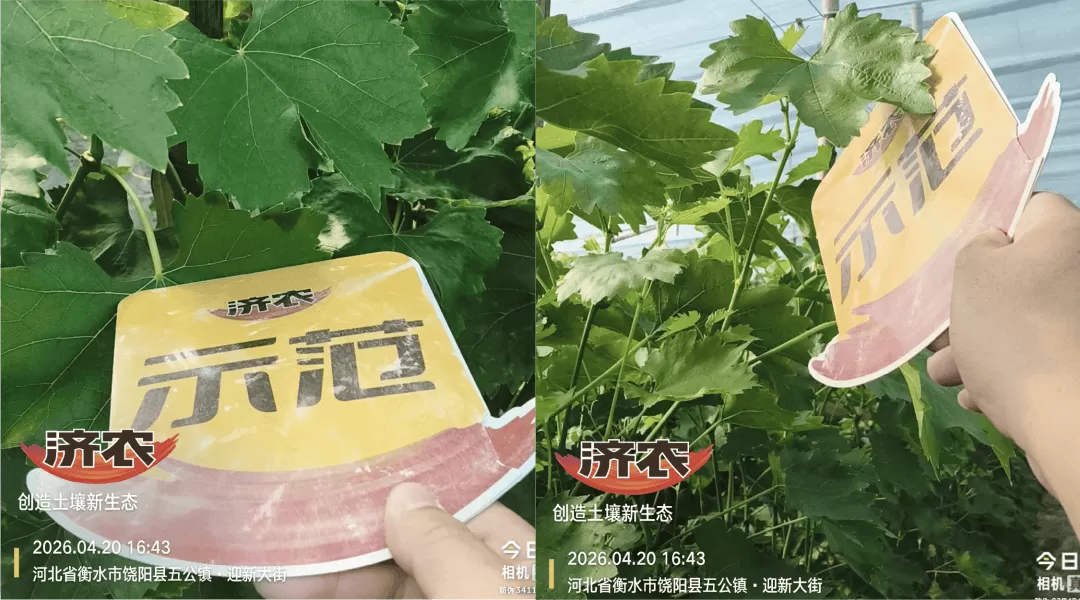 济农800在多作物上的效果：花期保花、膨果期养叶，作物长势好！(图2)