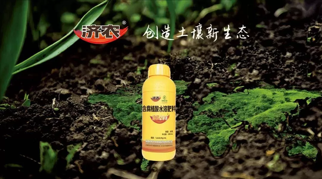 济农800在多作物上的效果：花期保花、膨果期养叶，作物长势好！(图4)