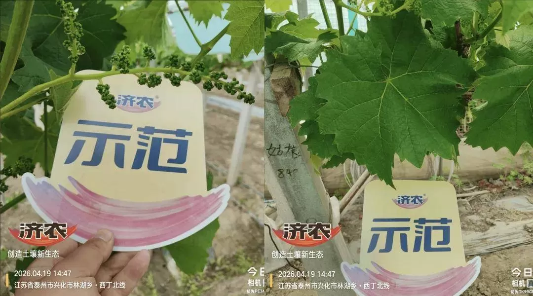 江苏兴化夏黑葡萄：从萌芽期到花期，树势壮、花穗齐、长势均衡(图1)