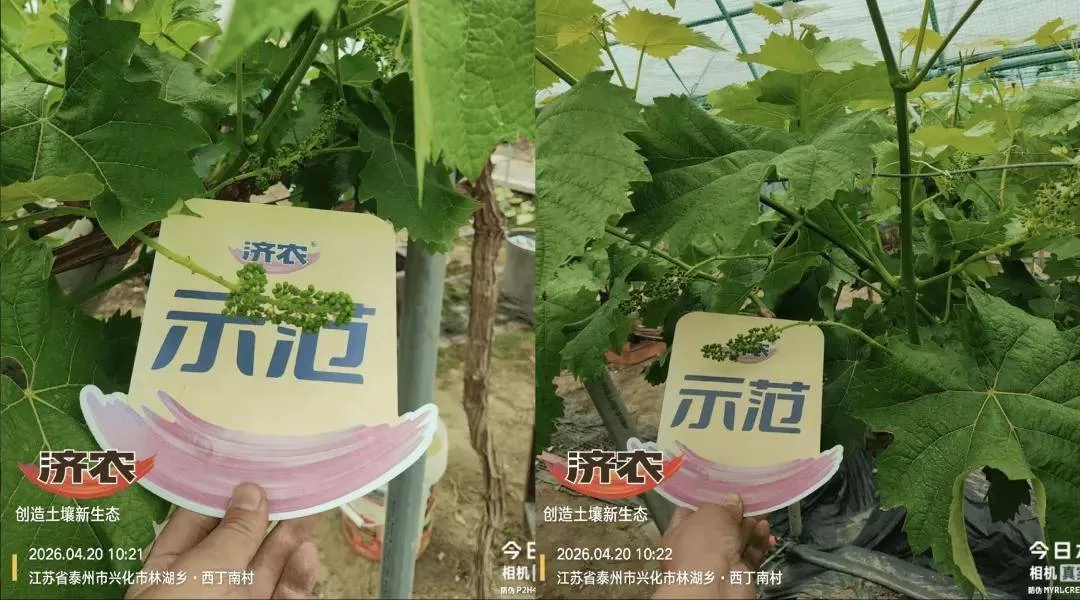 江苏兴化夏黑葡萄：从萌芽期到花期，树势壮、花穗齐、长势均衡(图2)